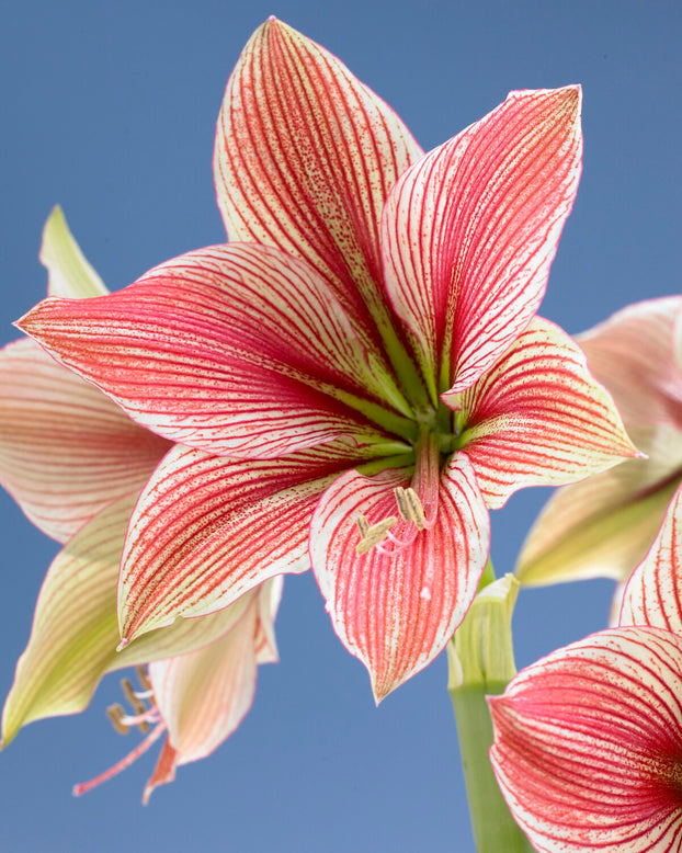Amaryllis 'Exotic Star'