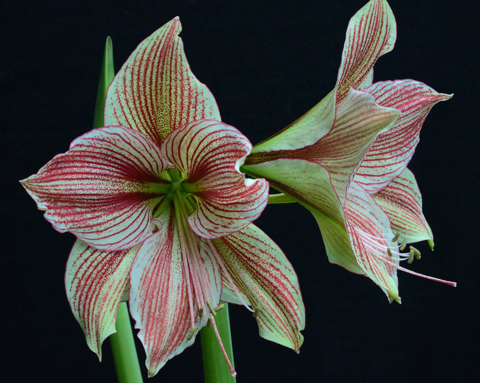Amaryllis 'Exotic Star'