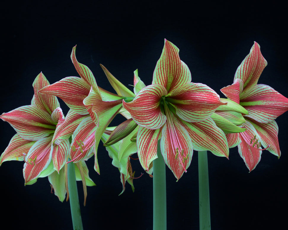 Amaryllis 'Exotic Star'