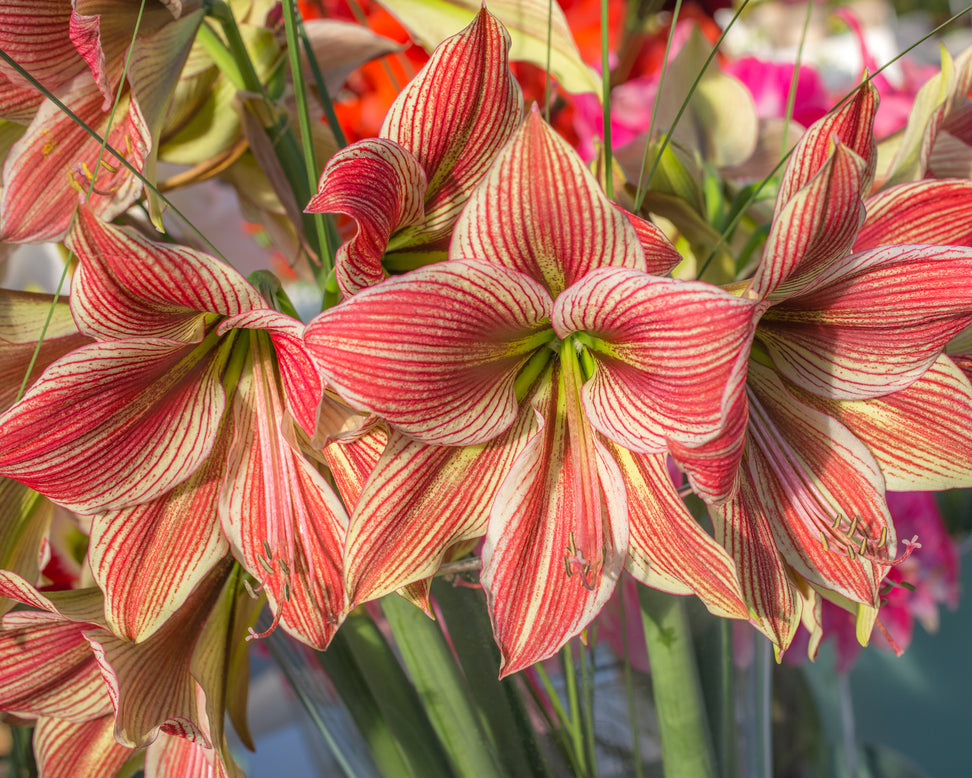 Amaryllis 'Exotic Star'
