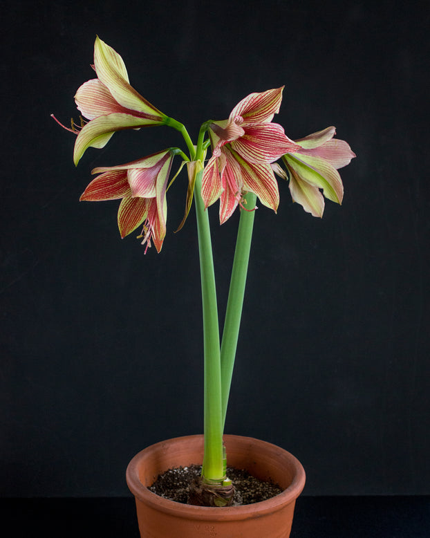 Amaryllis 'Exotic Star'