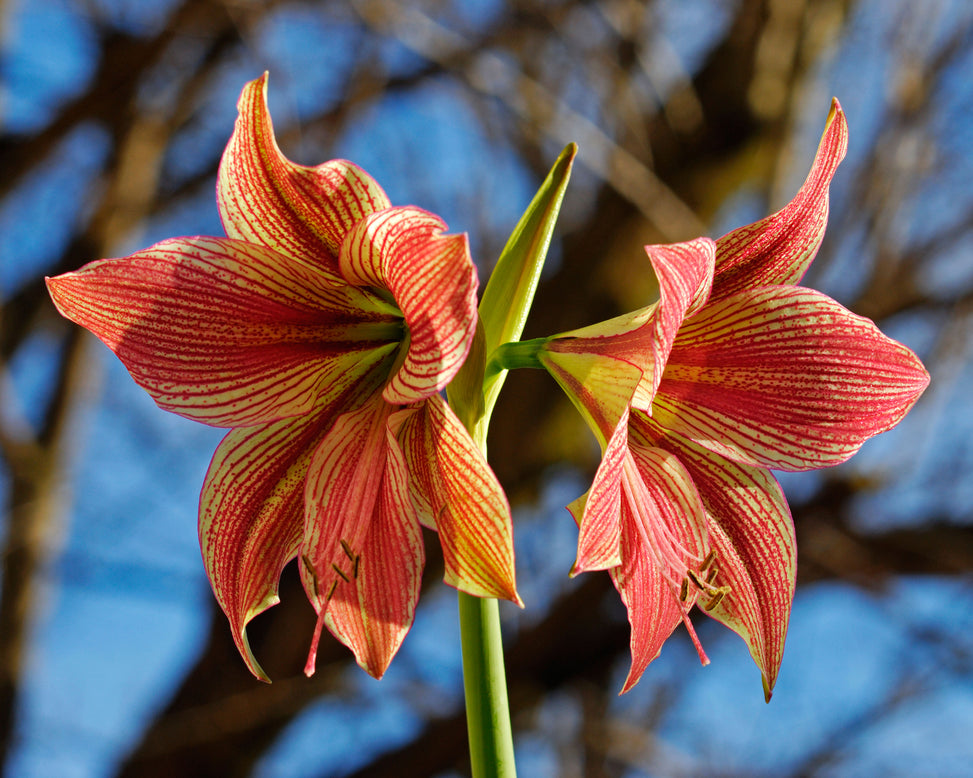Amaryllis 'Exotic Star'