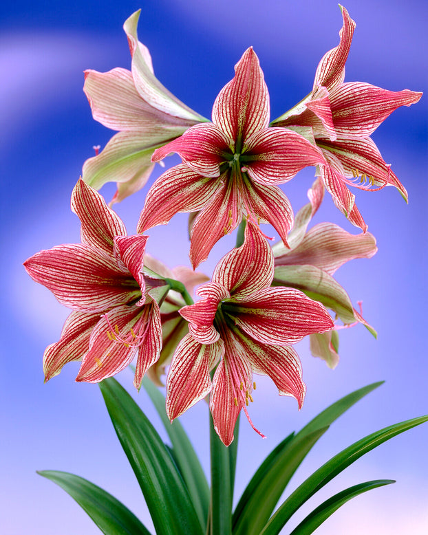Amaryllis 'Exotic Star'