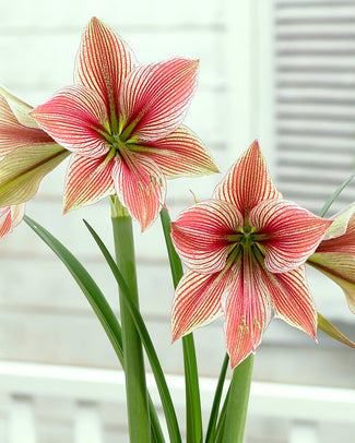 Amaryllis 'Exotic Star' Amaryllis 'Exotic Star'