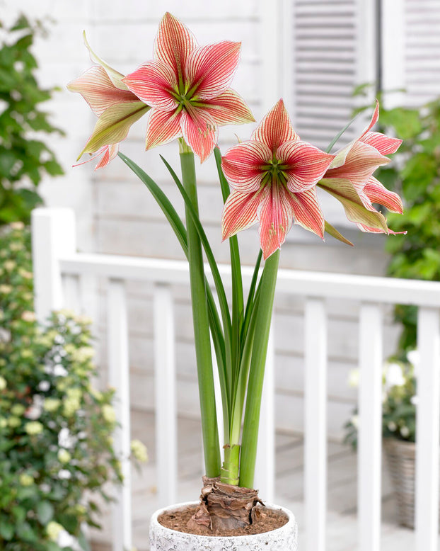 Amaryllis 'Exotic Star'
