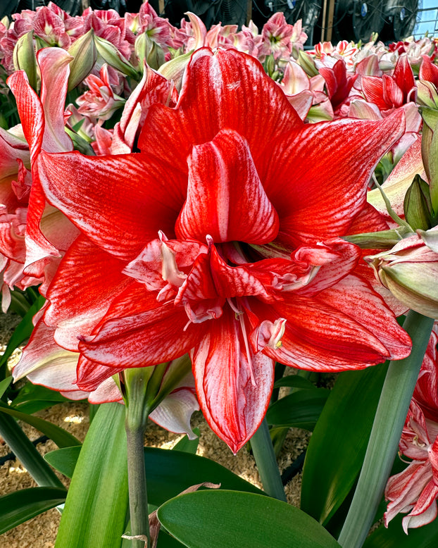 Amaryllis 'Flamed Amadeus'