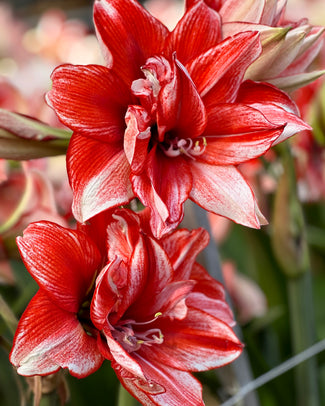 Amaryllis 'Flamed Amadeus' Amaryllis 'Flamed Amadeus'