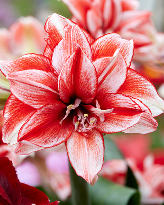 Amaryllis 'Flamed Amadeus' Amaryllis 'Flamed Amadeus'