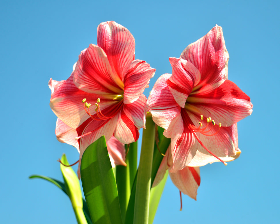 Amaryllis 'Gervase'