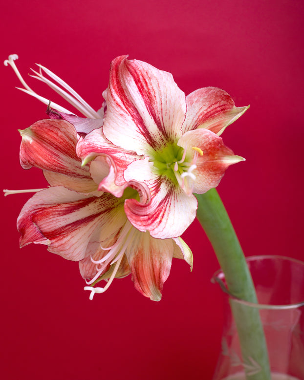 Amaryllis 'Gervase'