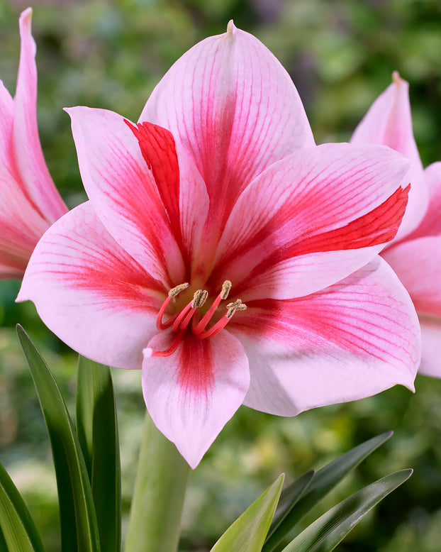 Amaryllis 'Gervase'