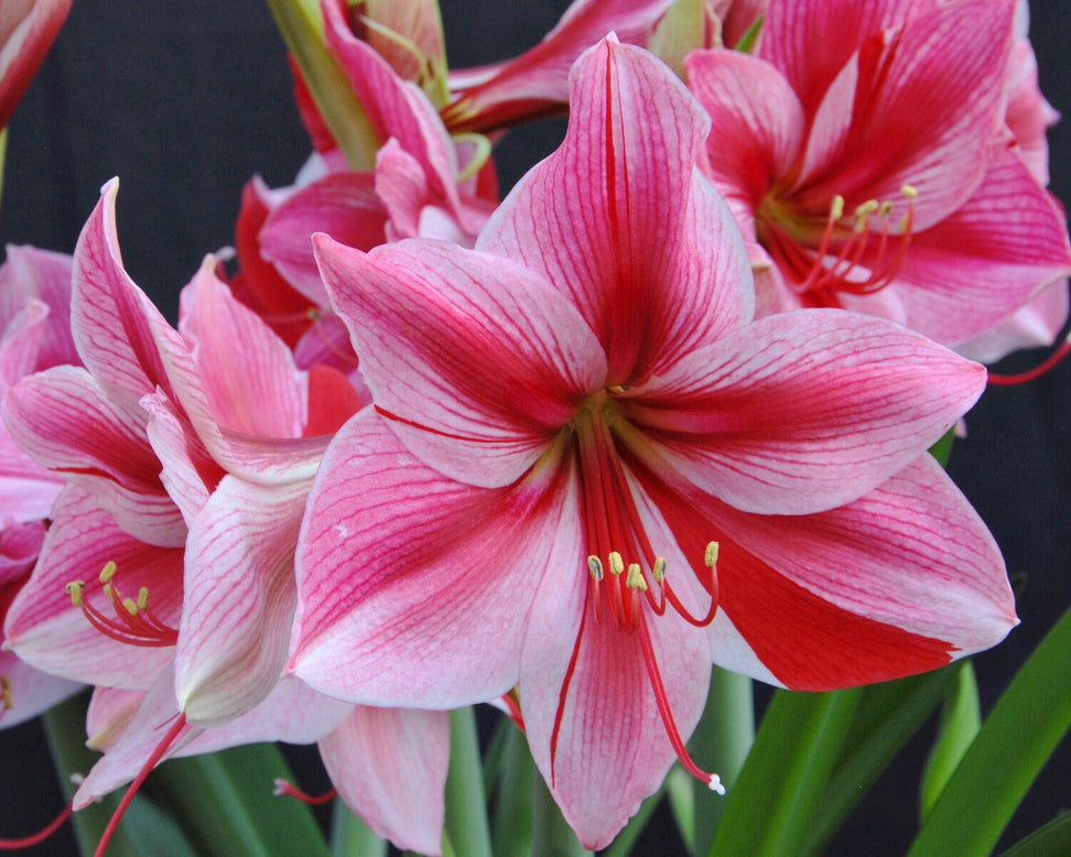 Amaryllis 'Gervase'