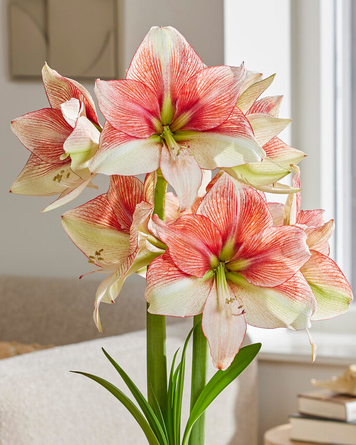 Amaryllis Grandise Fantasy Bulbs Uk