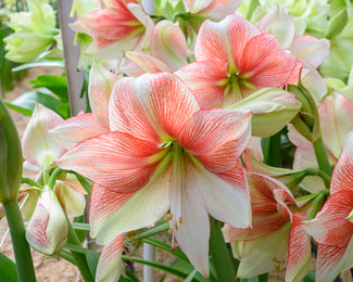 Amaryllis 'Grandise Fantasy' Amaryllis 'Grandise Fantasy'