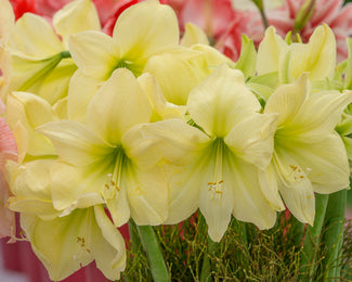 Amaryllis 'Lemon Star' Amaryllis 'Lemon Star'