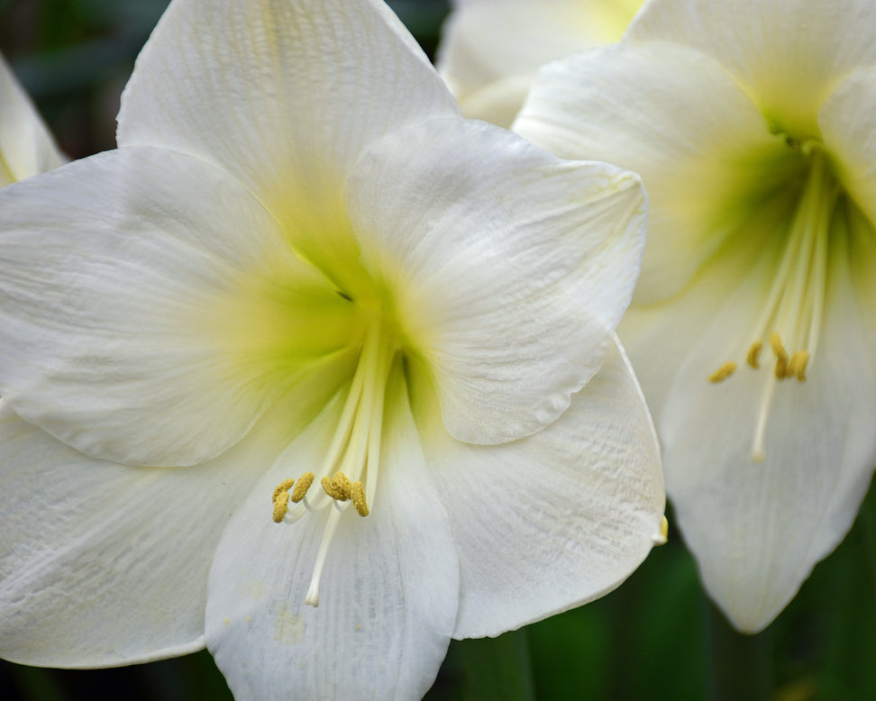 Amaryllis 'Mont Blanc'