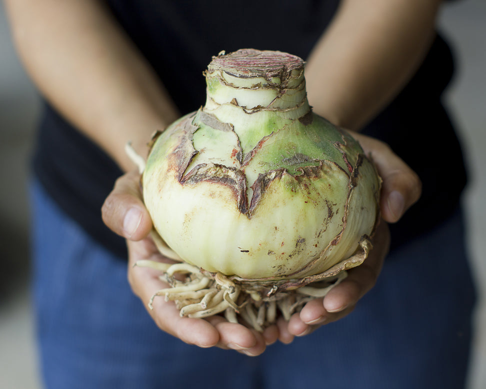 Amaryllis 'Temptation'