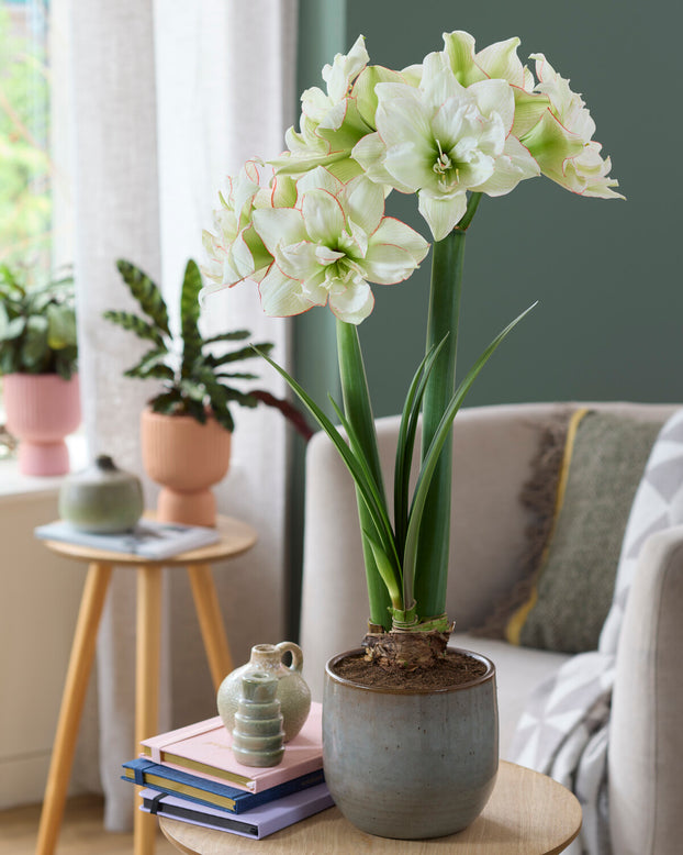 Amaryllis 'Picobello Majesty'