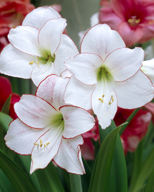 Amaryllis 'Picotee'