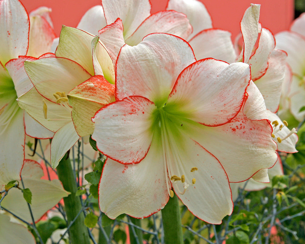 Amaryllis 'Picotee'