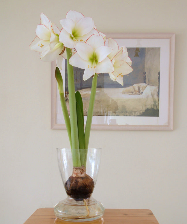 Amaryllis 'Picotee'