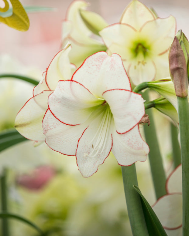 Amaryllis 'Picotee'