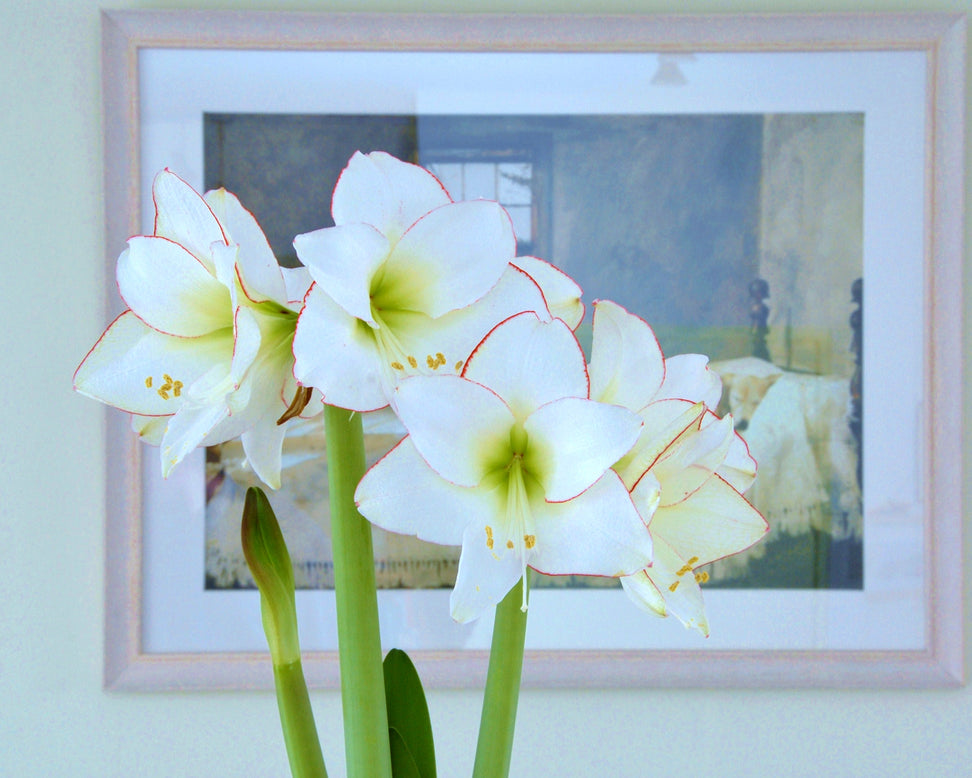 Amaryllis 'Picotee'