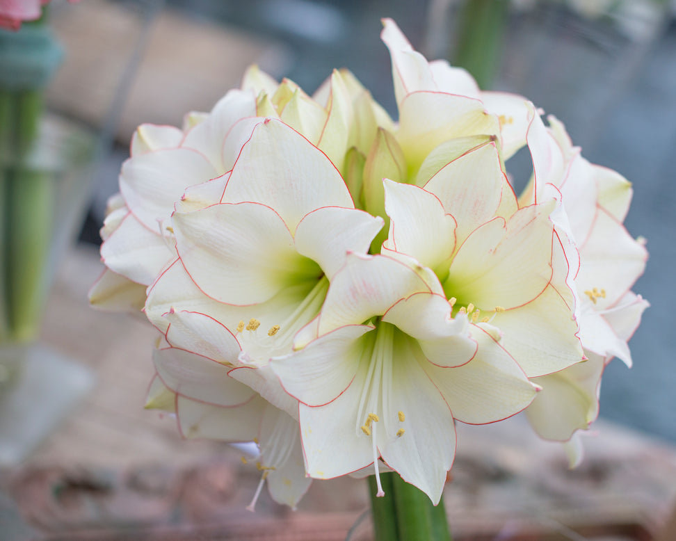 Amaryllis 'Picotee'
