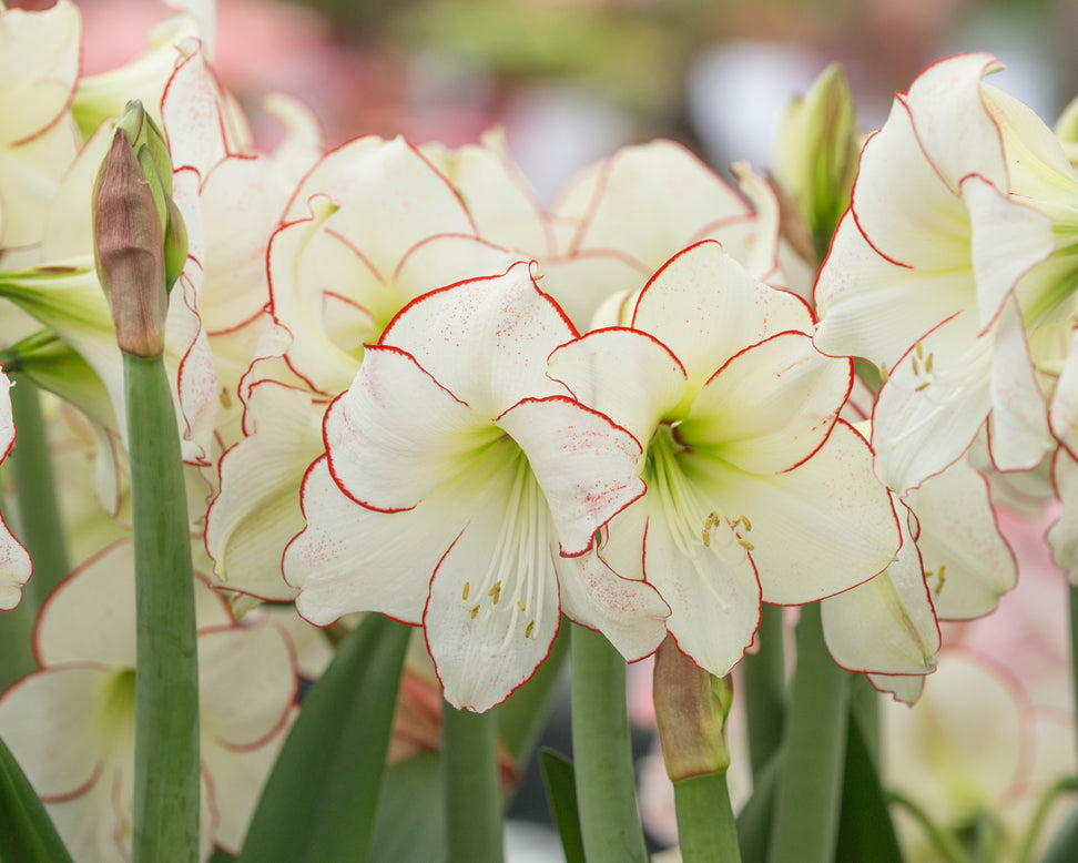 Amaryllis 'Picotee'