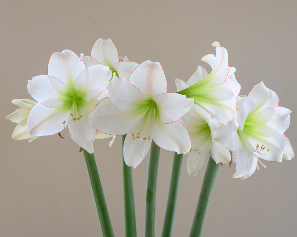 Amaryllis 'Picotee'
