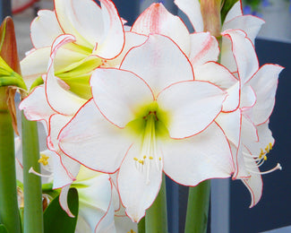 Amaryllis 'Picotee' Amaryllis 'Picotee'