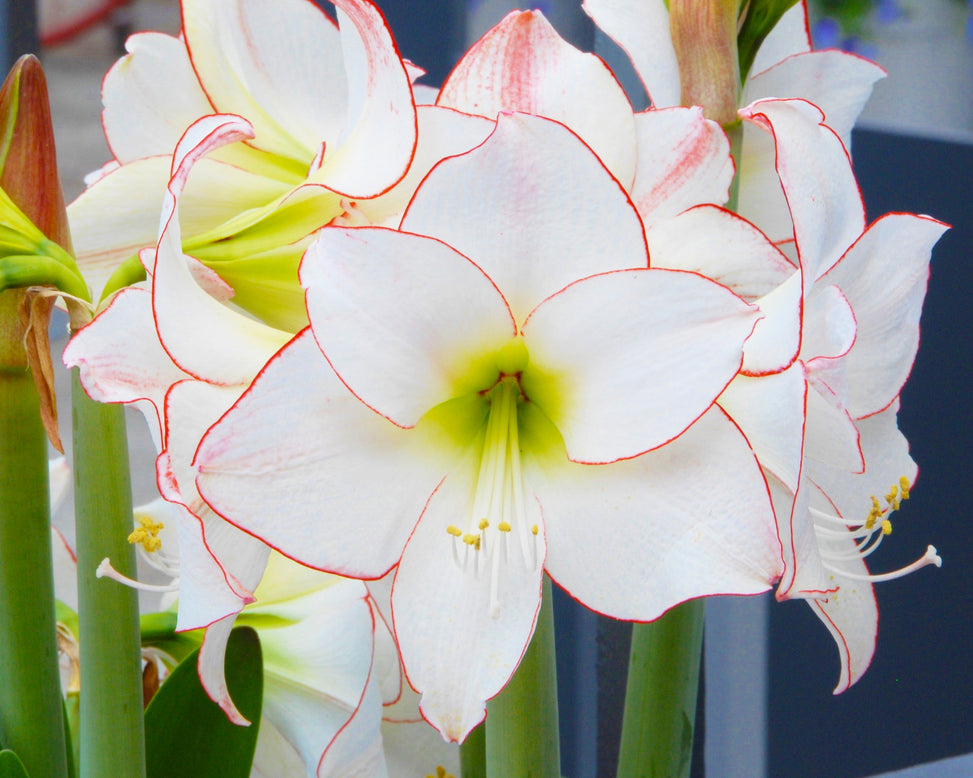 Amaryllis 'Picotee'