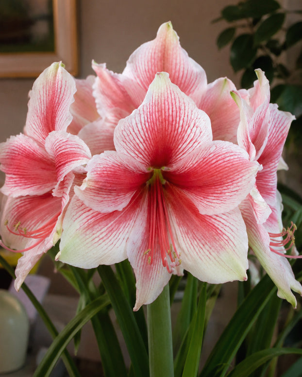 Amaryllis 'Pink Beauty'
