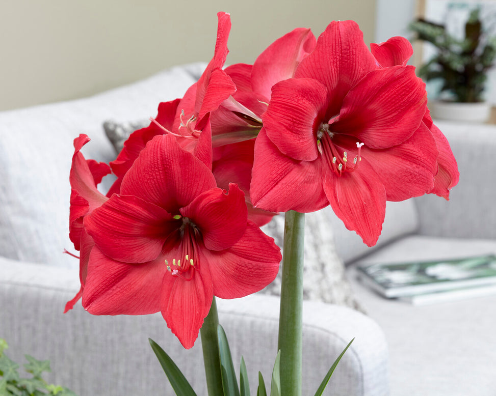 Amaryllis 'Pleasure'