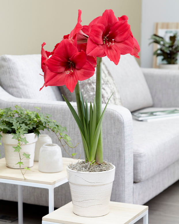 Amaryllis 'Pleasure'