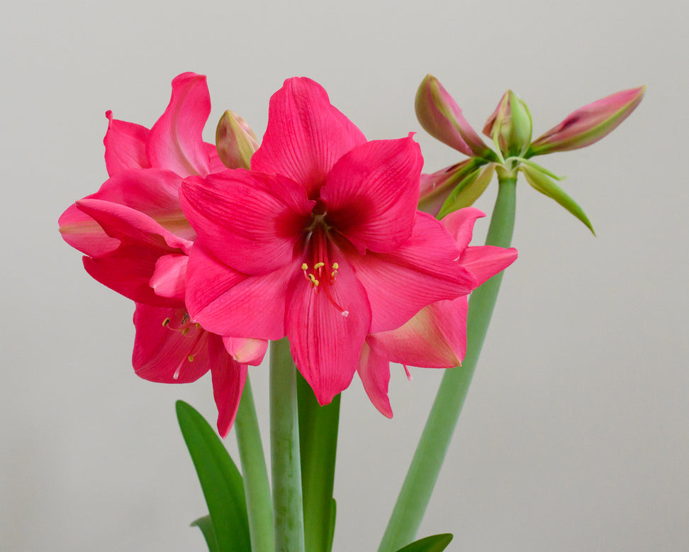 Amaryllis 'Pleasure'