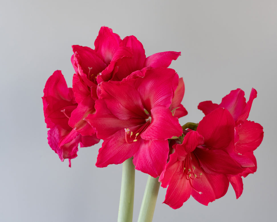Amaryllis 'Pleasure'