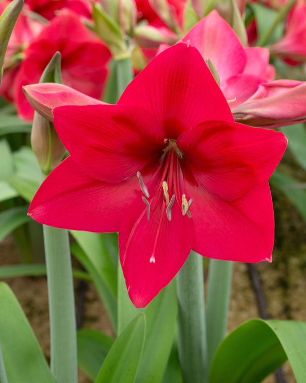 Amaryllis 'Pleasure'