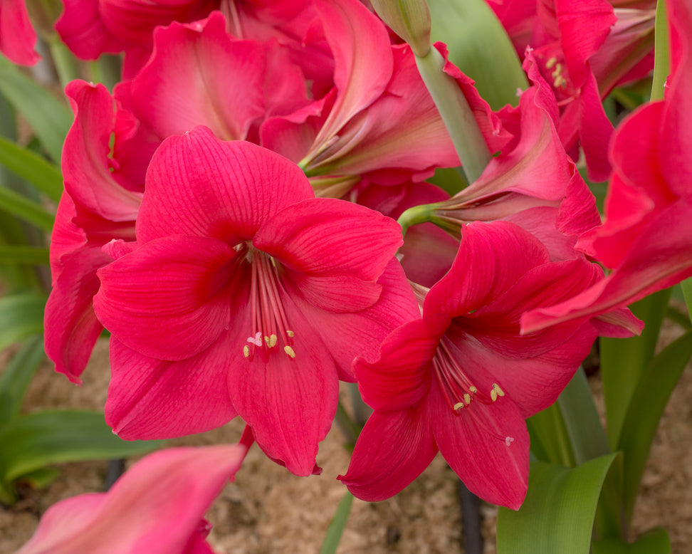 Amaryllis 'Pleasure'