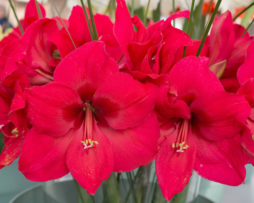 Amaryllis 'Pleasure'