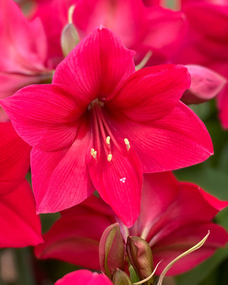 Amaryllis 'Pleasure' Amaryllis 'Pleasure'
