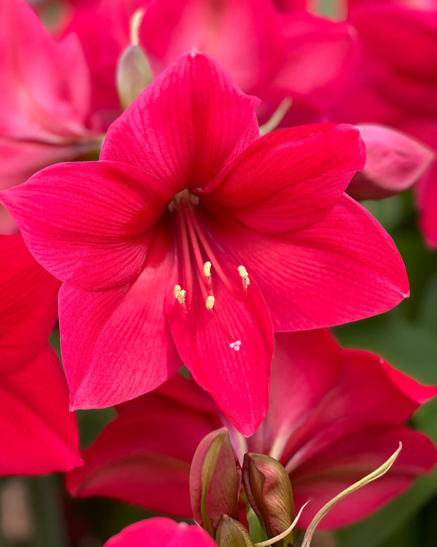 Amaryllis 'Pleasure'