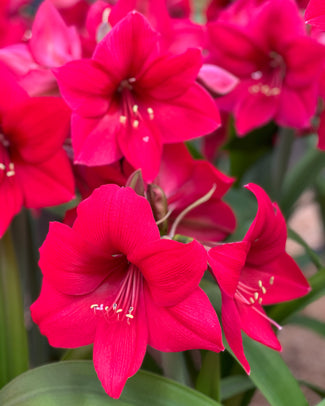Amaryllis 'Pleasure' Amaryllis 'Pleasure'