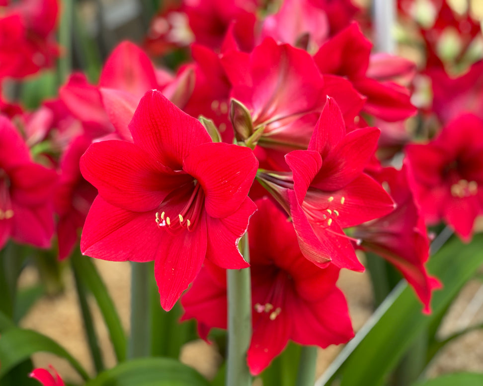 Amaryllis 'Pleasure'