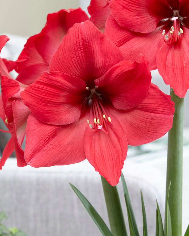 Amaryllis 'Pleasure'