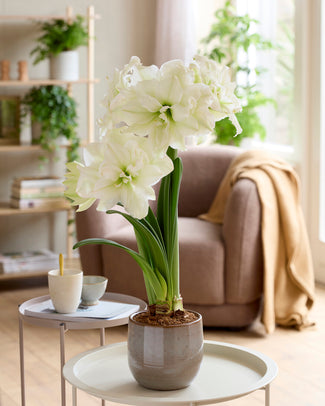 Amaryllis 'Polar Belle' Amaryllis 'Polar Belle'