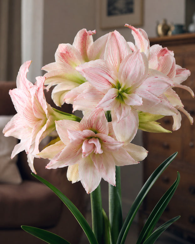 Amaryllis 'Pretty Amadeus'