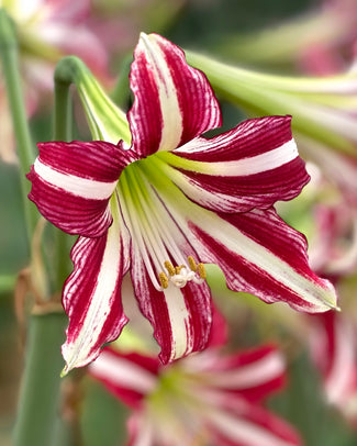 Amaryllis 'Santiago' Amaryllis 'Santiago'