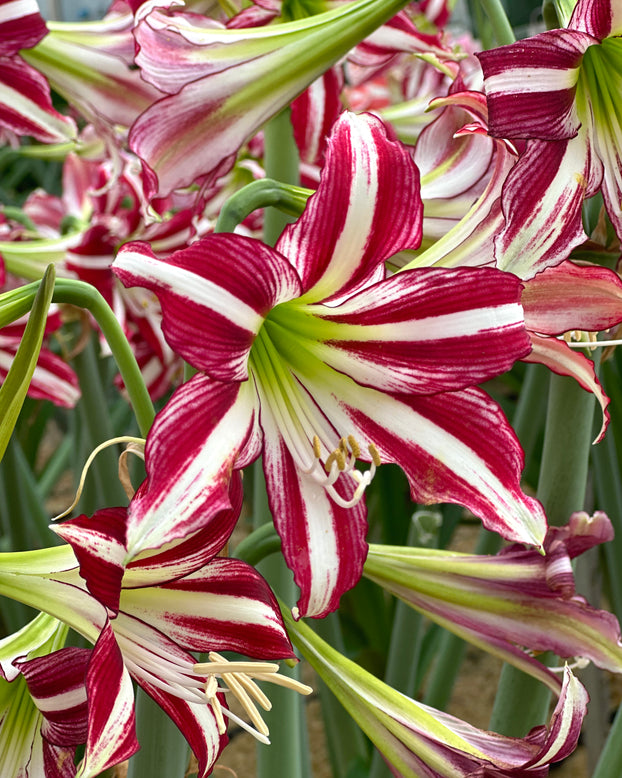 Amaryllis 'Santiago'