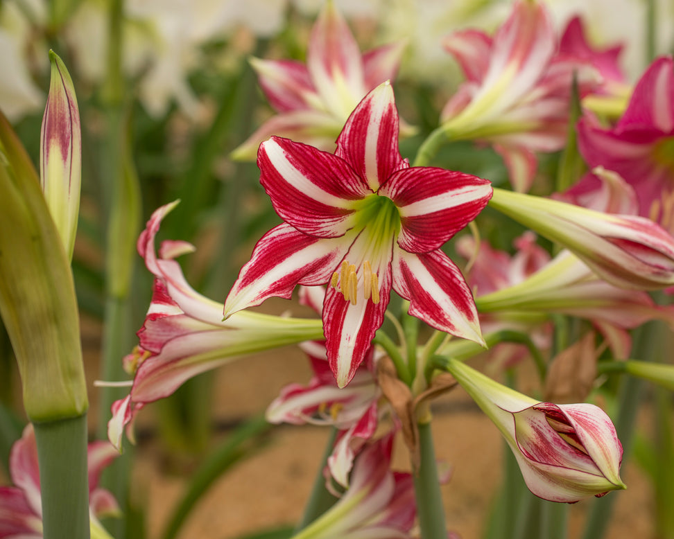 Amaryllis 'Santiago'